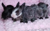 Teddy widder litter A. Blue, blue with white, black with white colors. Was born 20th february 2024. Free for sale. May transport for all Europe. Mother 93,3/100 show points 