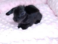 Blackself teddylop, available, unique, health, czech breed 