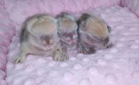 Teddy widder litter E. Red, japan colors. Was born 25th february 2024. Free for sale. May transport for all Europe. 