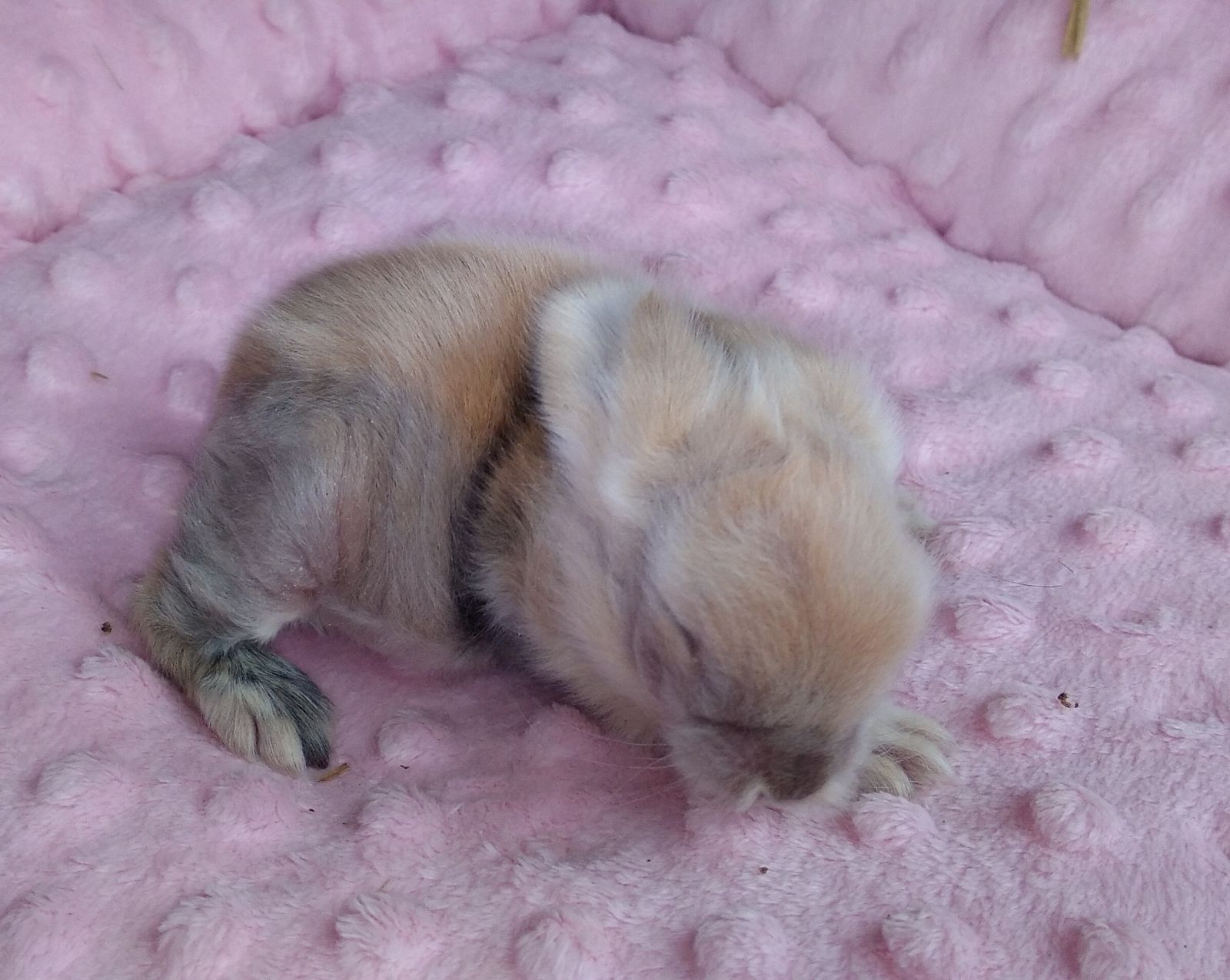 Teddy widder litter E. Red, japan colors. Was born 25th february 2024. Free for sale. May transport for all Europe. 