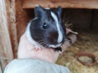 Morčecí kluk Atrej