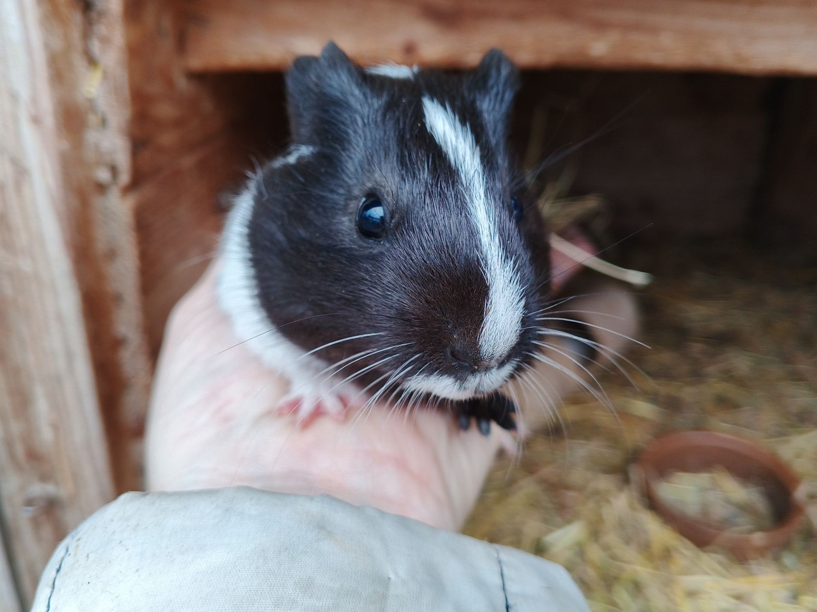 Morče hladkosrsté kluk Atrej. Narozený 7.9.2025