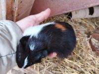 Morče hladkosrsté kluk Atrej. Narozený 7.9.2025