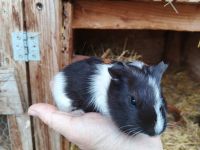 Morče hladkosrsté kluk Atrej. Narozený 7.9.2025