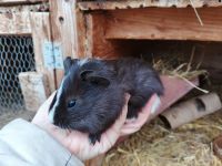 Morče hladkosrsté kluk Atrej. Narozený 7.9.2025