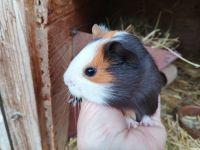 Morče hladkosrsté samička Andrejka. Narozená 7.9.2025