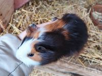 Morče hladkosrsté samička Andrejka. Narozená 7.9.2025