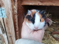 Morčecí holka Andrejka