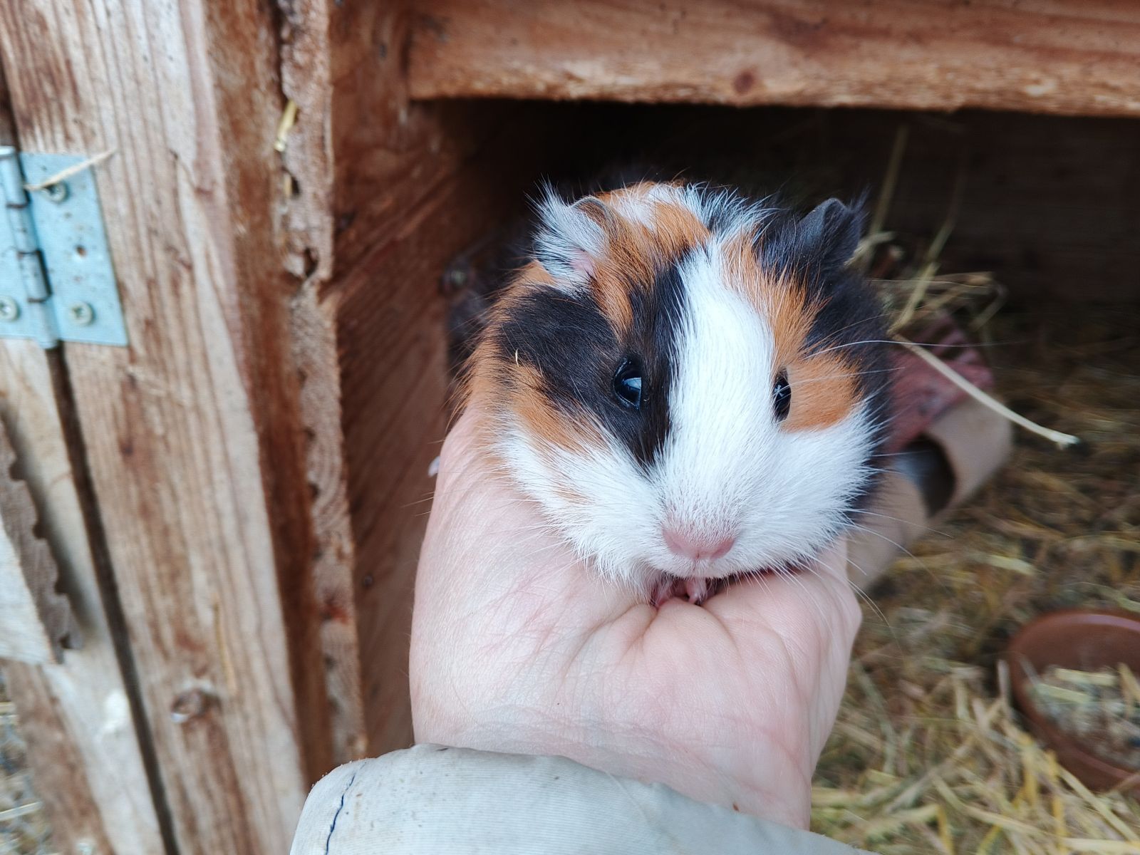 Morče hladkosrsté samička Andrejka. Narozená 7.9.2025